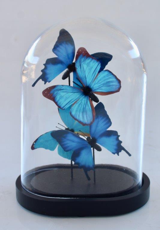 Small Glass Dome Blue Butterflies